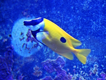 photo 1021920