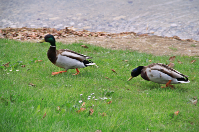 photo 1056207