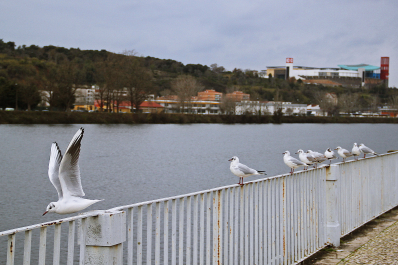 photo 1453915