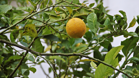 photo 1442958