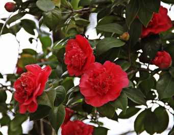 photo 1444221