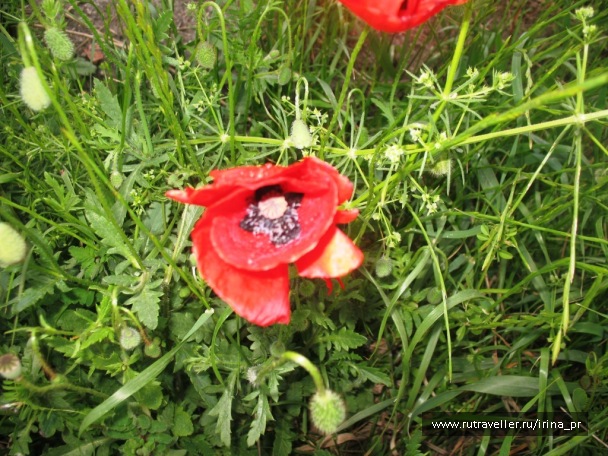 photo 129532
