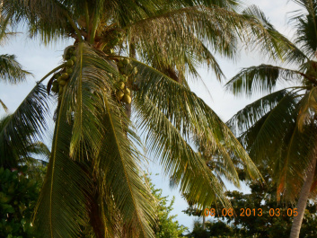 photo 493536