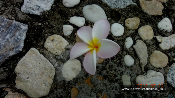 photo 146386