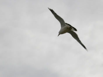 photo 164951
