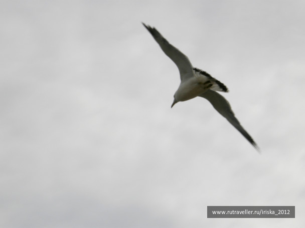 photo 164951