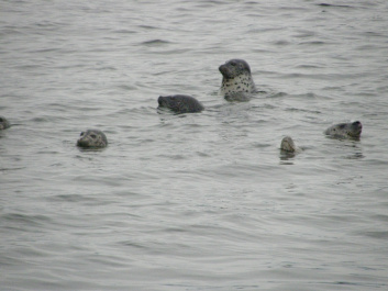 photo 164976