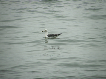 photo 164977