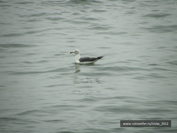 photo 164977