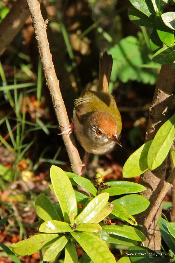 photo 979962