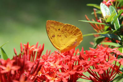 photo 275661