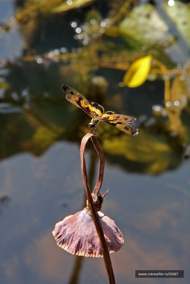 photo 919151