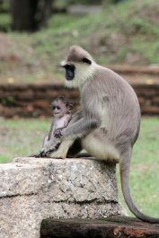 photo 239696