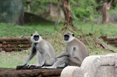 photo 275877