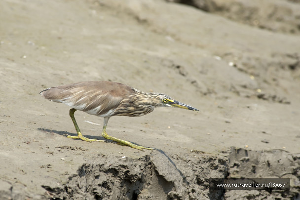 photo 1465520