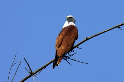 photo 630102