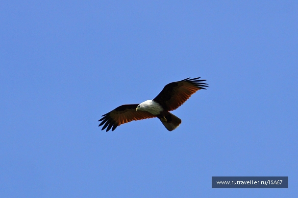 photo 630124
