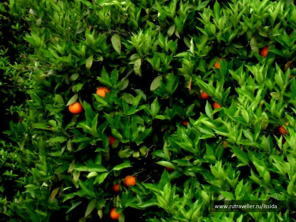 photo 96443