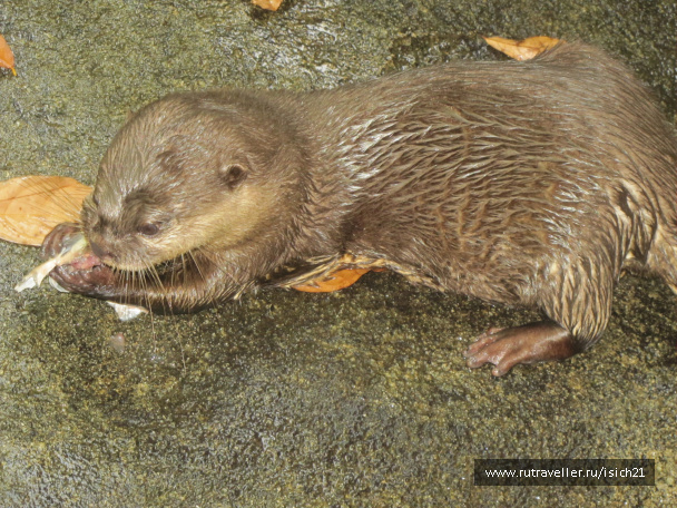 photo 229347