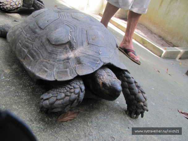 photo 229348
