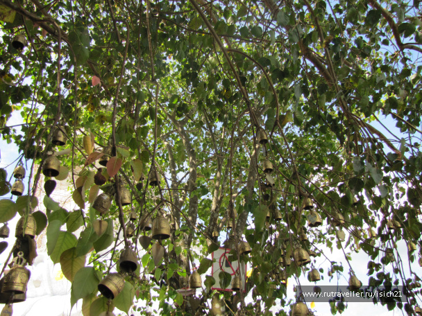 photo 229359