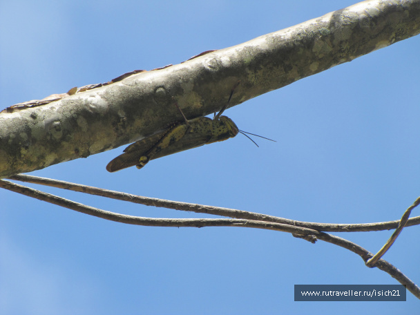 photo 229373