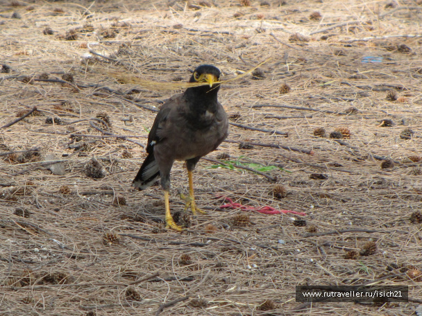 photo 229376
