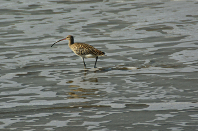 photo 1455215