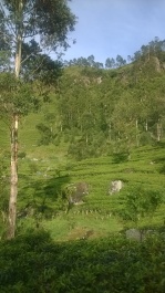 photo 1782820