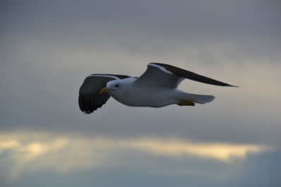 photo 914526