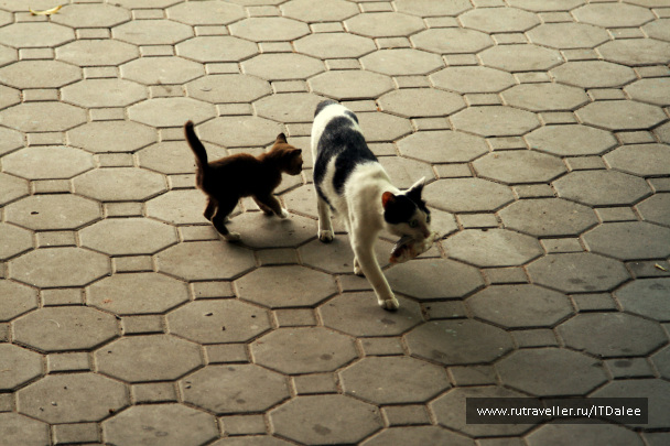 photo 336358