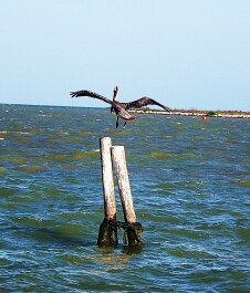 photo 246946