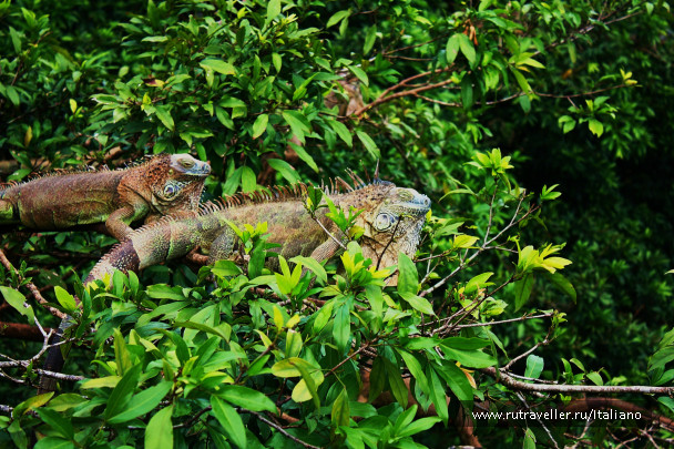 photo 246969