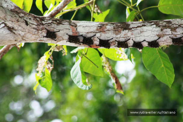 photo 247016