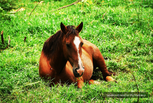 photo 247042