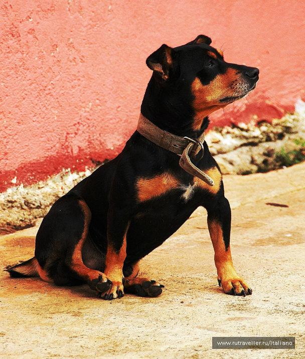 photo 247044