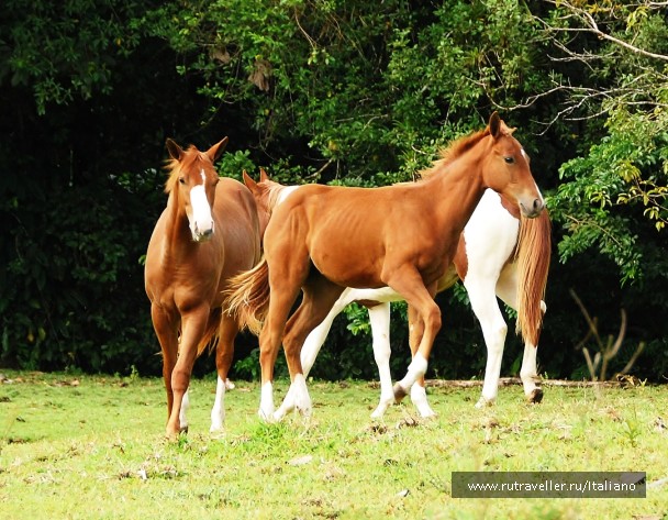 photo 247045