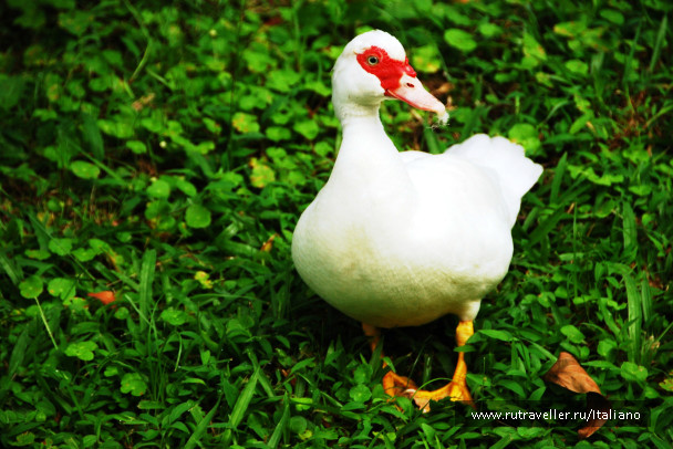 photo 247047