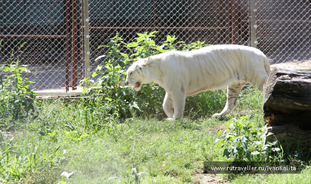 photo 141253