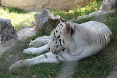 photo 141688