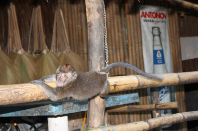 photo 243783