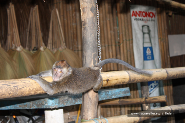 photo 243783