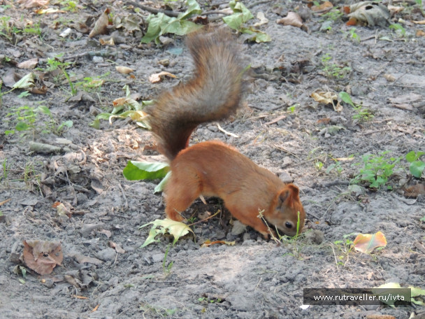 photo 179253