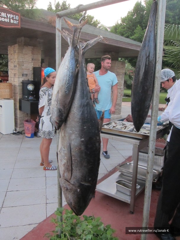 photo 1272842