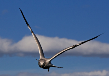 photo 233826