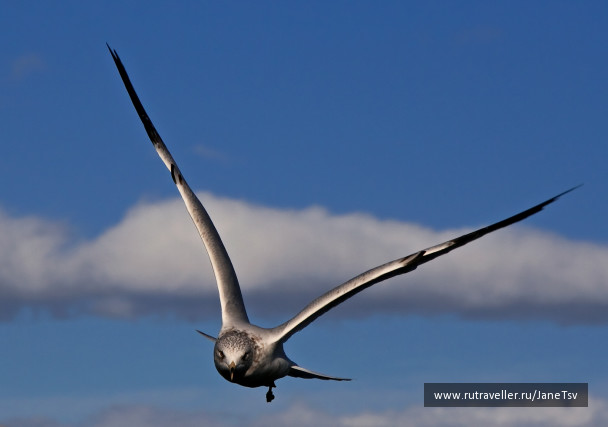 photo 233826