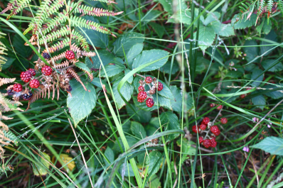photo 1397673
