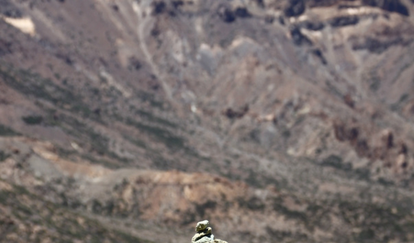 TNF