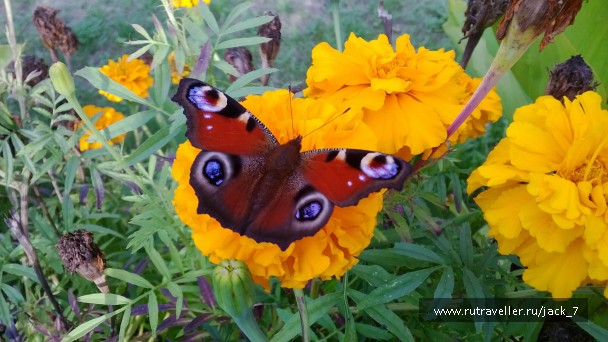 photo 796275