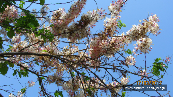 photo 79264